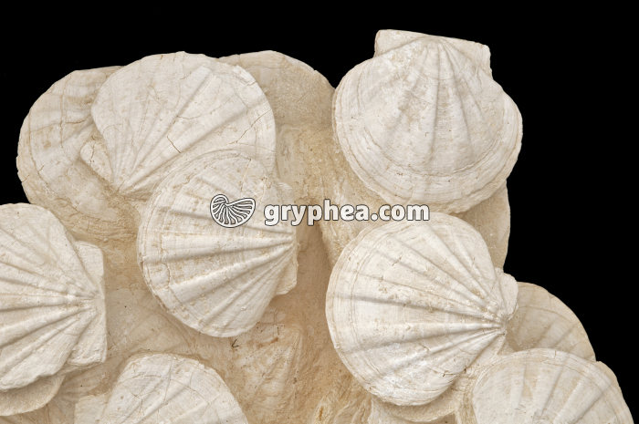 Pectens fossiles (Coquilles St Jacques) - gryphea.com